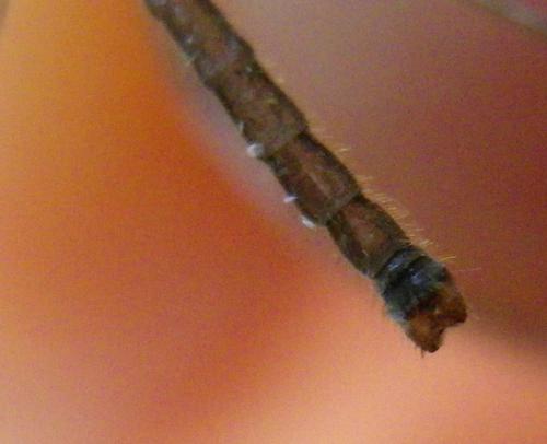 Austrolimnophila ochracea
